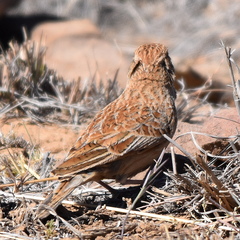 Mirafra fasciolata fasciolata