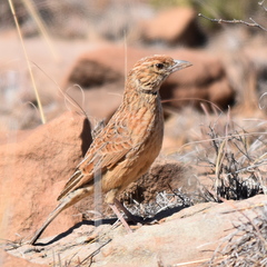 Mirafra fasciolata fasciolata