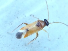 Ceratocapsus apicalis