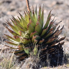 Aloe broomii