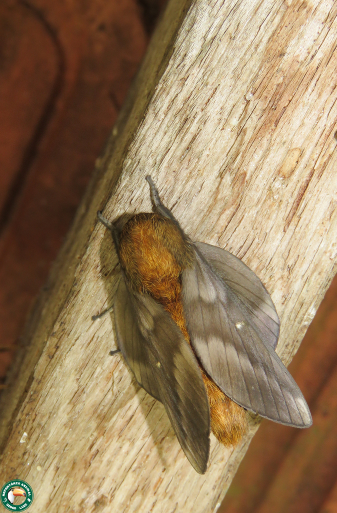 Ptiloscola cinerea