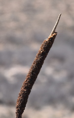 Aloe broomii