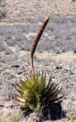 Aloe broomii