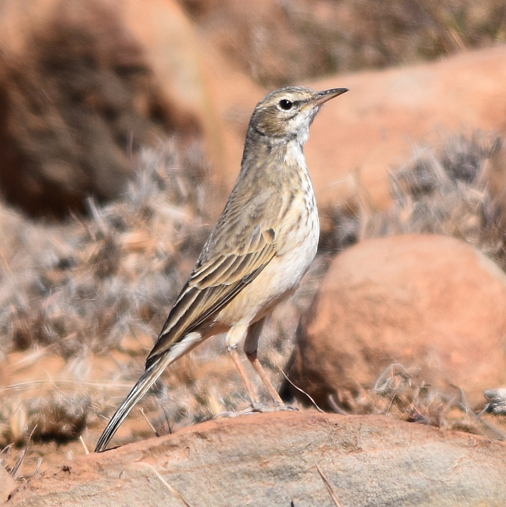 Nicholson's Pipit photo