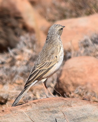 Anthus nicholsoni primarius