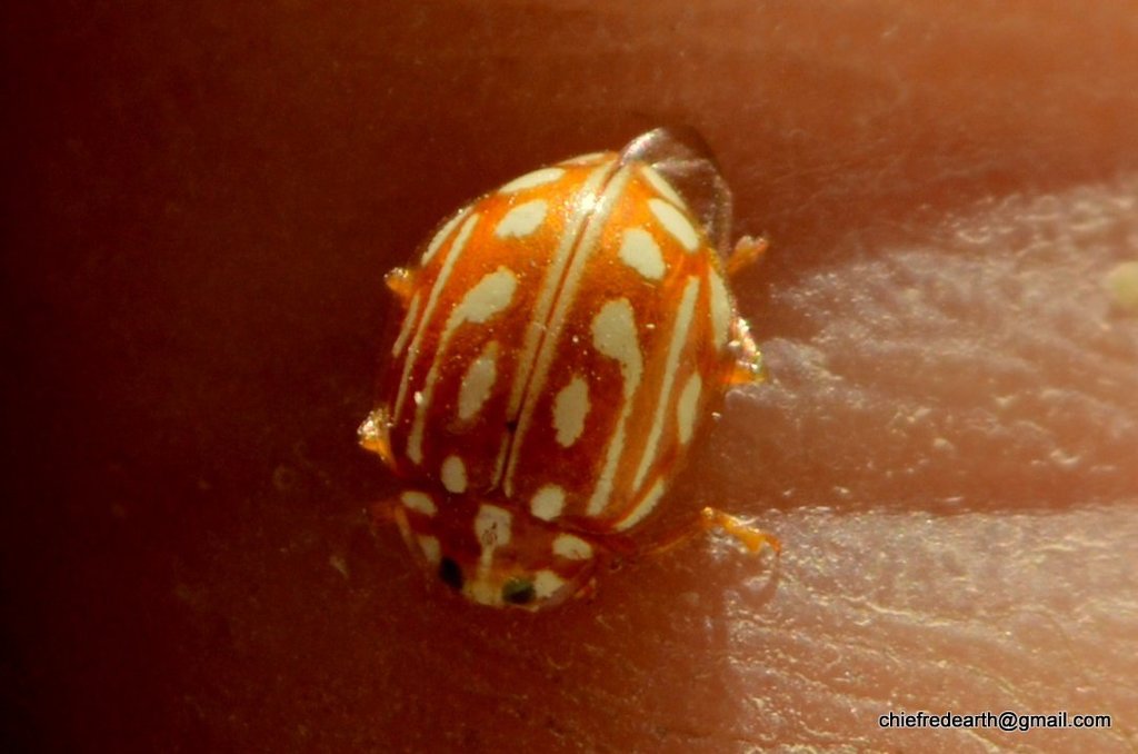 Halyzia sanscrita