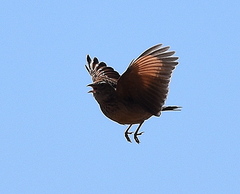 Mirafra fasciolata fasciolata