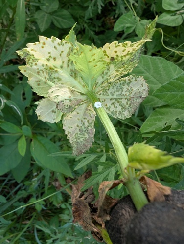 Coleosporium lycopodis