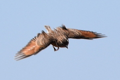 Mirafra fasciolata fasciolata