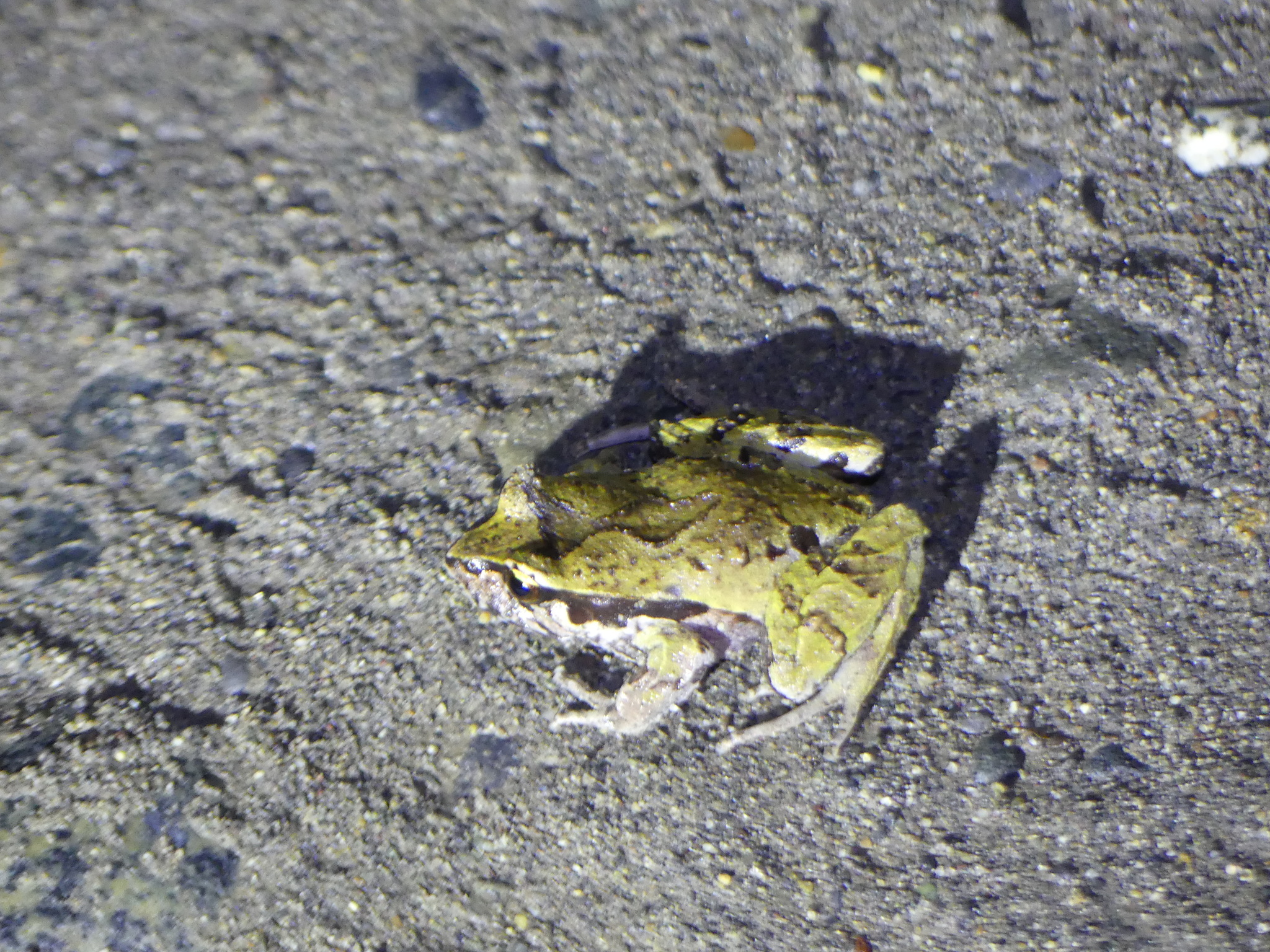 Eupsophus calcaratus (Günther, 1881)