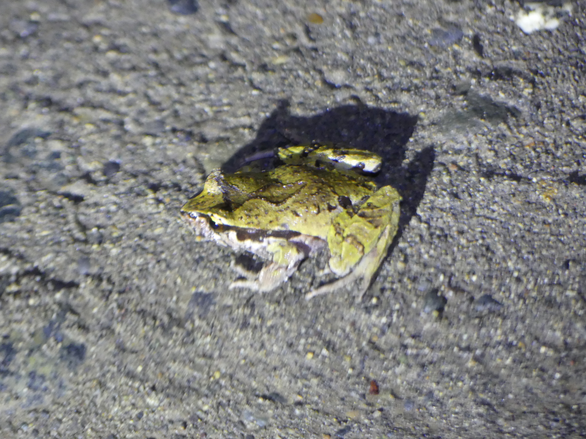 Eupsophus calcaratus (Günther, 1881)