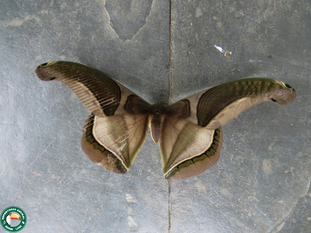 Rhescyntis hippodamia gigantea