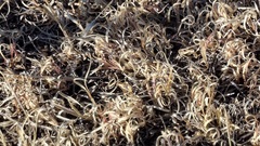 Bouteloua dactyloides