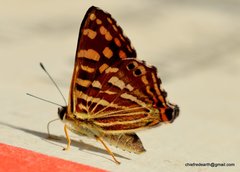Dodona durga