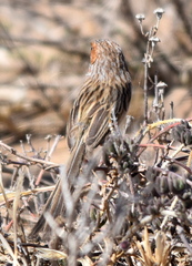 Rufous-Eared Warbler photo 5