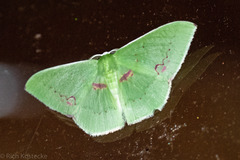 Rhodochlora