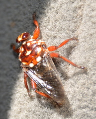 Hippobosca rufipes