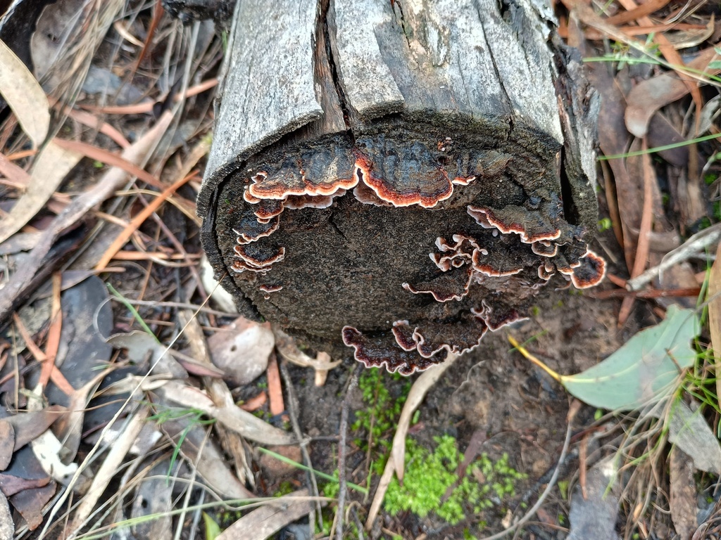 Stereum illudens · July 2025 · photo: © grampianshiker (iNaturalist, cc-by)