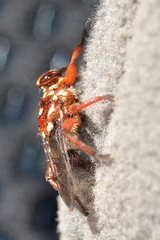 Hippobosca rufipes