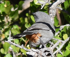 Curruca subcoerulea subcoerulea