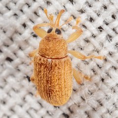 Lignyodes helvolus