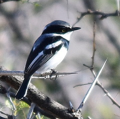 Batis molitor molitor