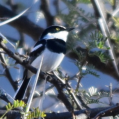 Batis molitor molitor