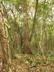 Brosimum alicastrum