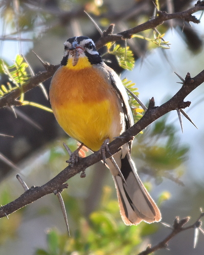 Golden-breasted Bunting