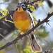 Golden-breasted Bunting - Photo (c) copper, some rights reserved (CC BY-NC), uploaded by copper
