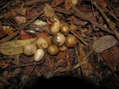 Brosimum alicastrum