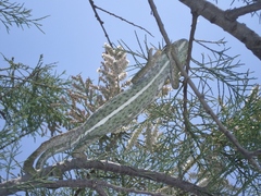 Chamaeleo chamaeleon