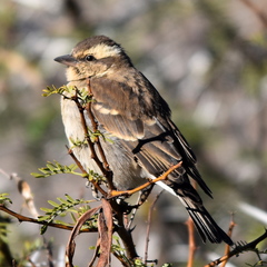 Gymnoris superciliaris