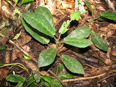 Dorstenia lindeniana