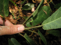 Dorstenia lindeniana