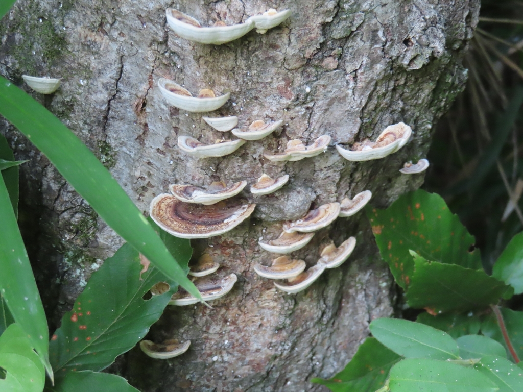 Microporus affinis · August 2025 · photo: © mami_t_t (iNaturalist, cc-by)