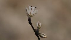 Eriogonum apiculatum