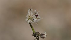 Eriogonum apiculatum