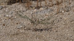 Eriogonum apiculatum