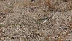 Eriogonum apiculatum