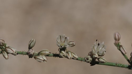 Eriogonum apiculatum S.Watson