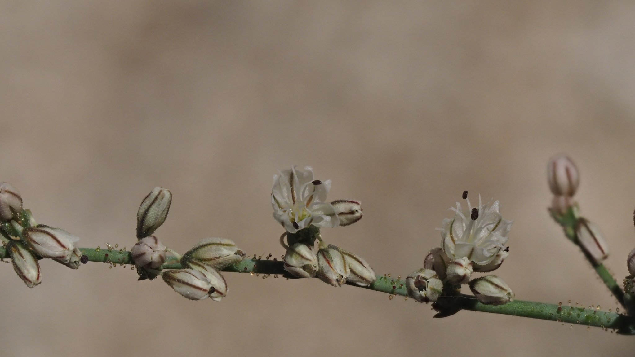 Eriogonum apiculatum