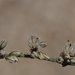 Eriogonum apiculatum - Photo (c) Fred Melgert / Carla Hoegen, algunos derechos reservados (CC BY-NC), subido por Fred Melgert / Carla Hoegen