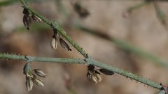 Eriogonum apiculatum