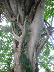 Ficus costaricana