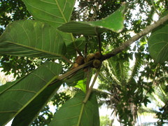 Ficus costaricana