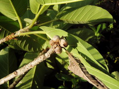 Ficus costaricana