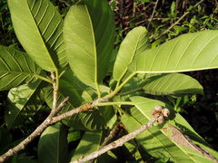 Ficus costaricana