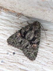 Phosphila miselioides