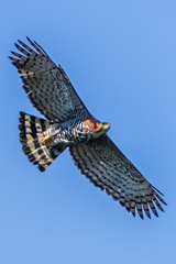 Ornate Hawk-Eagle photo 5